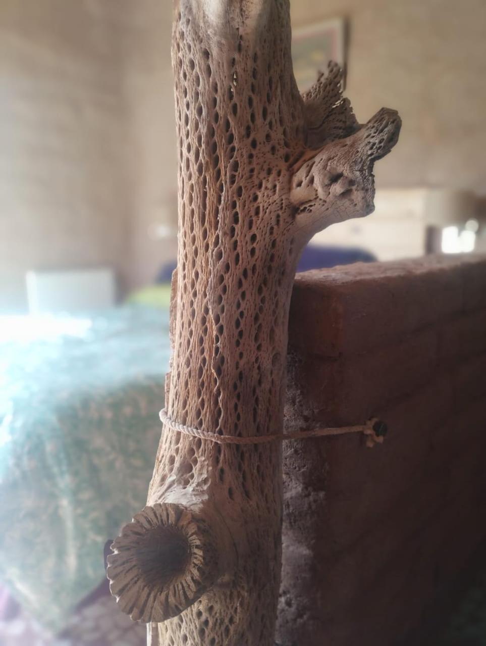 טיליקארה Las Ranas מראה חיצוני תמונה